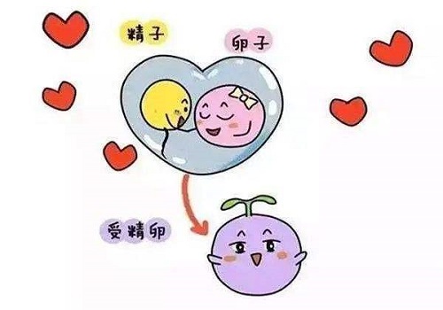 試管哪家醫(yī)院成功率最高