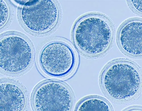 泰國(guó)做試管嬰兒都有哪些流程